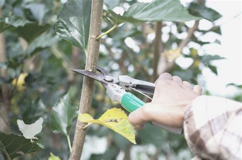 when to trim mulberry tree.